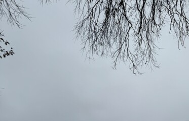 snow covered branches