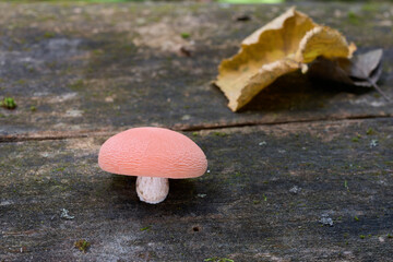 Rhodotus palmatus mushroom on the wood. Known as Wrinkled Peach. Rare pink mushroom in deciduous forest.