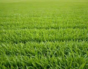 Obraz premium green grass in the wind