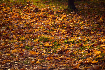 Autumn Leaves Gently Lying on the Ground in a Calm and Serene Park Setting Under the Sun