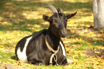 Colorful goats graze in a meadow in early autumn. Sunny weather. Leaves, bright colors, trees, greenery