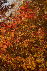The Stunning and Vibrant Colors of Autumn Leaves Shining in the Beautiful Sunlight