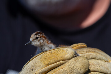 Young Red-necked Phalarope bird or Phalaropus lobatus being held in a glove with a man ' s hand. Arviat, Nunavut