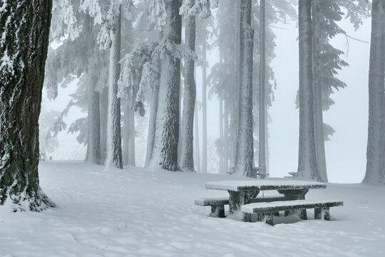 Serene snowy winter forest, frozen tranquil landscape in Oregon.