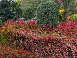 Thick red grasses landscape