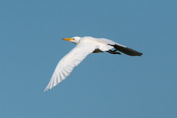 Héron garde boeufs,.Bubulcus ibis, Western Cattle Egret