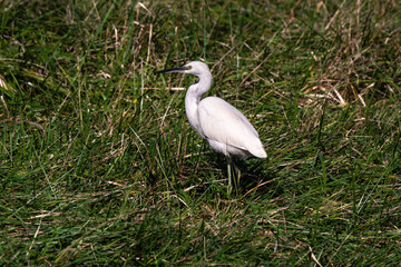 Aigrette garzette, .Egretta garzetta, Little Egret,