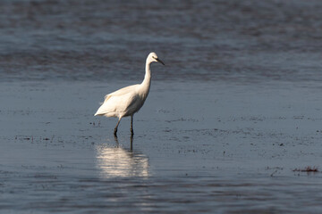 Aigrette garzette, .Egretta garzetta, Little Egret,