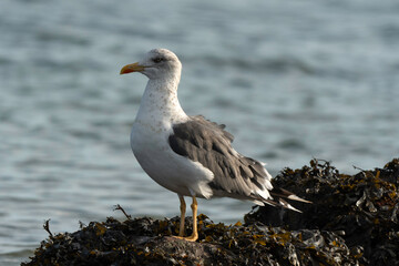 Goéland brun, jeune,.Larus fuscus, Lesser Black backed Gull