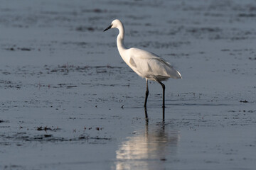 Aigrette garzette, .Egretta garzetta, Little Egret,