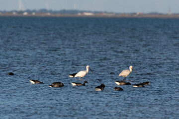 Spatule blanche, , Bernache cravant,, Beauvoir sur Mer, Vendée, Pays de la Loire, 85, France