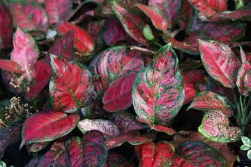 Beautiful foliage of Aglaonema Red Valentine in tropical garden from Thailand