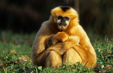 Gibbon à mains blanches , Hylobates lar