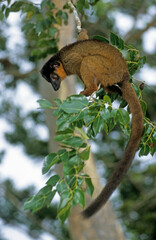 Obraz premium Lémurien, Lémur à collier roux , Eulemur fulvus collaris, Madagascar