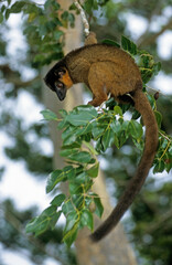Lémurien,  Lémur à collier roux , Eulemur fulvus collaris, Madagascar