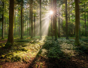 Fototapeta premium Forest with sunlight breaking through, symbolizing leadership as a guiding light for progress