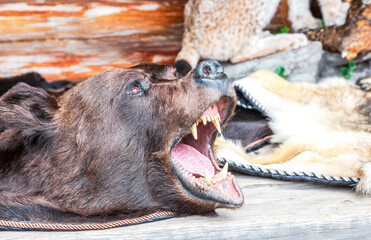 Dressed bear skin with a grinning muzzle closeup.