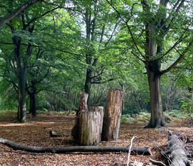 Woodland Scene with Tree Stumps, Dense Canopy, and Fallen Leaves