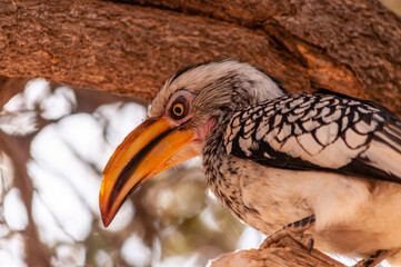 A Southern yellow-billed hornbill -Tockus leucomelas- sitting on a branch of a tree