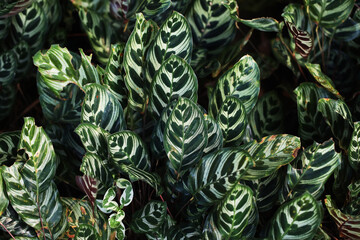 Beautiful foliage plant peacock plant or cathedral windows (Calathea makoyana)