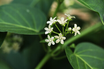 Thai local vegetables Gymnema inodorum in tropical garden