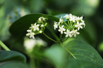 Thai local edible vegetables Gymnema inodorum climbling plants with blooming flowers