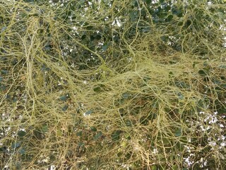 yellow cuscuta parasite on tree.dodder or amarbel on the plant 