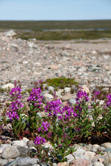 A field of pink fireweed flowers on a rocky outcrop in Canada's arctic tundra, Arviat, Nunavut
