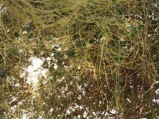yellow cuscuta parasite on tree.dodder or amarbel on the plant 