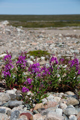 A field of pink fireweed flowers on a rocky outcrop in Canada's arctic tundra, Arviat, Nunavut