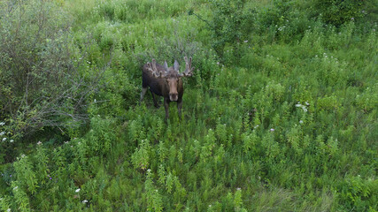 Male elk with big antlers standing in a meadow on a summer evening, Aerial photography with a quadcopter of wild animals in their natural habitat.