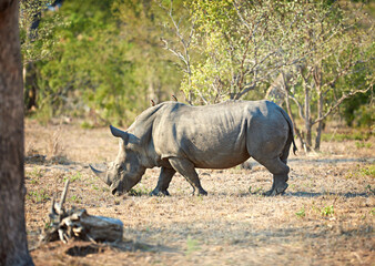 Fototapeta premium Africa, nature and rhino with environment, habitat and grazing with wildlife. Outdoor, animal and safari with tourism, landscape and empty with field, Kenya and travel for sightseeing and ecology