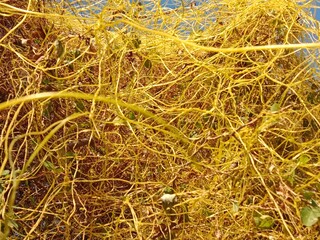 yellow cuscuta parasite on tree.dodder or amarbel on the plant 