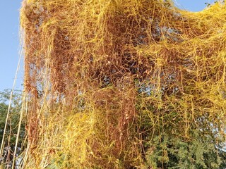 yellow cuscuta parasite on tree.dodder or amarbel on the plant 