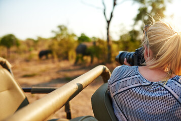Woman, photography and elephants in nature on safari, camera and travel journalist for ecosystem. Female person, back and photographer in jungle for conversation, capture wildlife and adventure