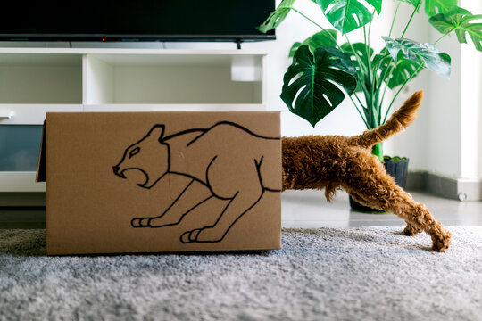 Curious dog enters box with playful lion design in cozy room