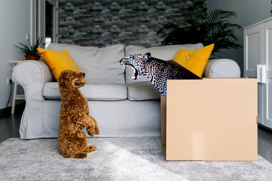 Dog Sees Leopard in a Box: Playful Surprise at Home