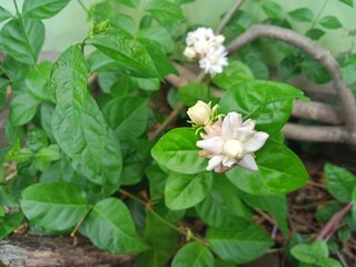 Jasmine plant with beautiful white flowers and fragrance with background blur at the back