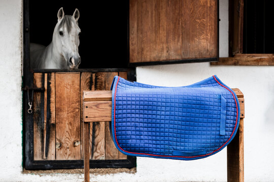White horse in stable with blue saddle pad on wooden rack