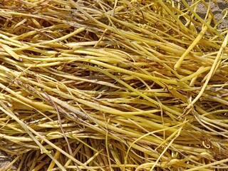 yellow cuscuta parasite on tree.dodder or amarbel on the plant 