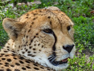 The close-up head of a cheetah lying on the ground in Warsaw zoo. 