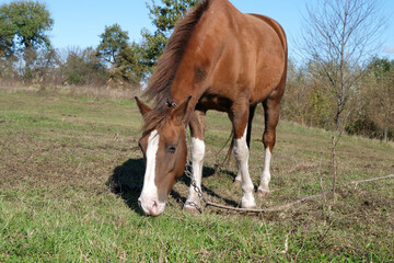 Obraz premium Horses graze in the field. Agriculture. Caring for horses.
