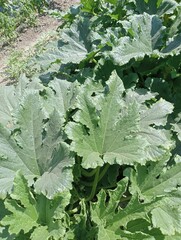 pumpkin leaves growing in the garden