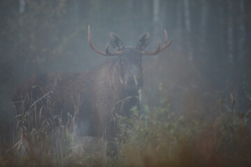 Łoś (Alces alces) moose © Bartosz Rakoczy
