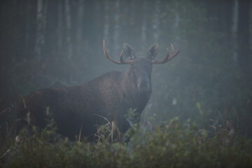 Łoś (Alces alces) moose © Bartosz Rakoczy