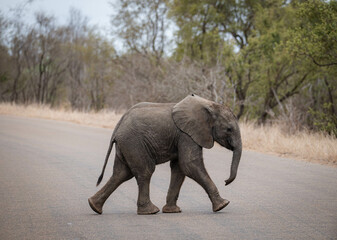 Baby elephant