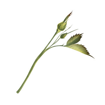 recommend clip art: Rose buds and leaves on stem. Watercolor isolated illustration. Garden flower plants. Floral clip art in realistic style for greeting card designs and Save the date cards