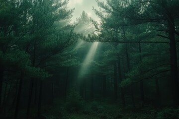 Obraz premium Minnesota Forest. Pine Trees Morning Light in Northern Forest