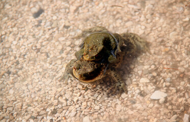Two large frogs sit on top of each other in the clear water of Lake Braies in the Dolomites, Italy. Selective focus.