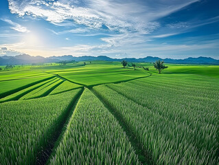 Fototapeta premium Sustainable land use, sugarcane cultivation, environmental conservation, green fields